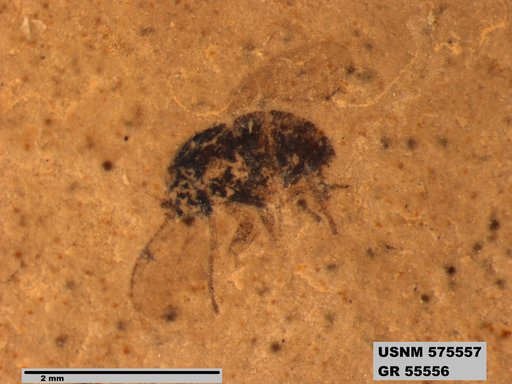 Insecta