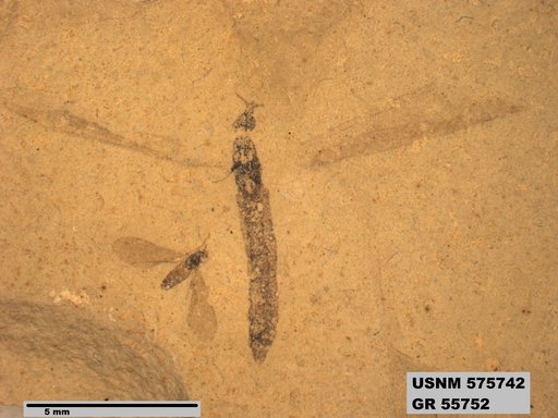 Insecta