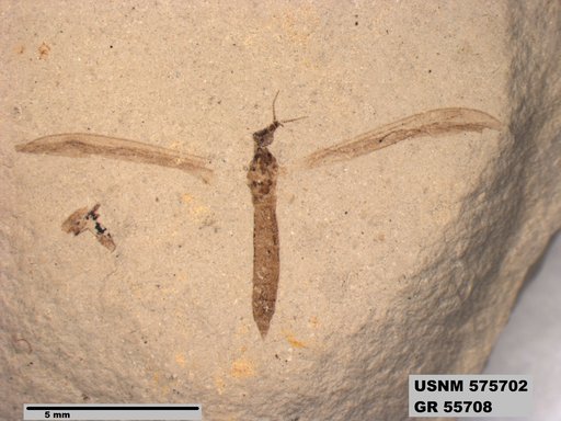 Insecta