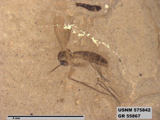 Insecta
