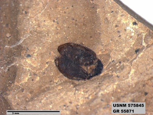 Insecta