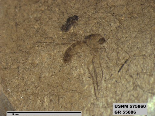Insecta