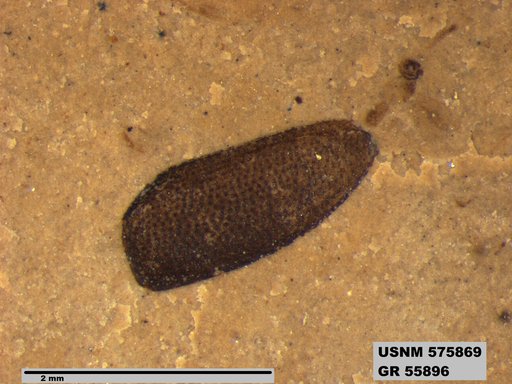 Insecta
