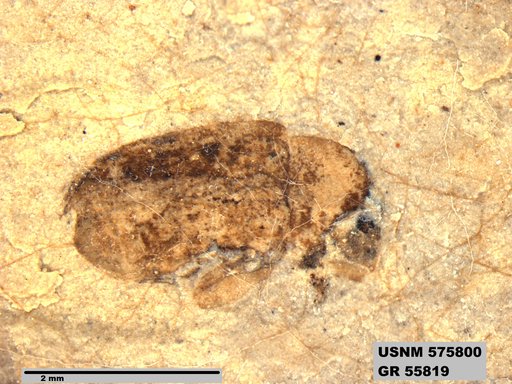 Insecta