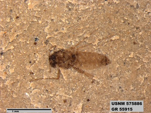 Insecta