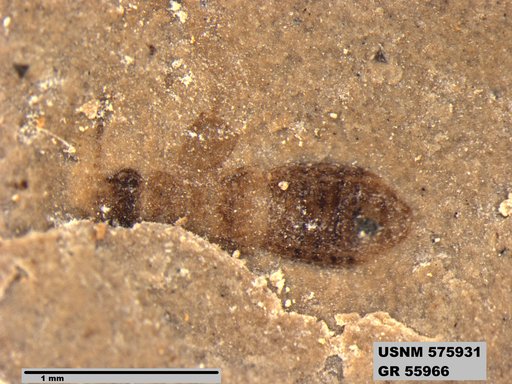 Insecta