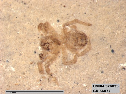 Insecta