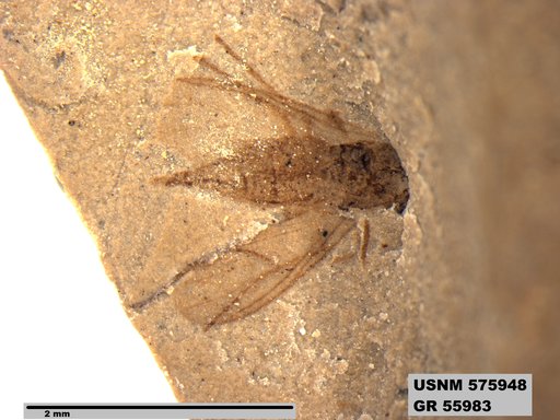 Insecta