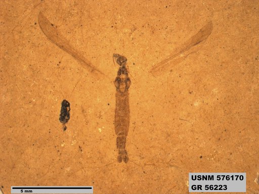 Insecta