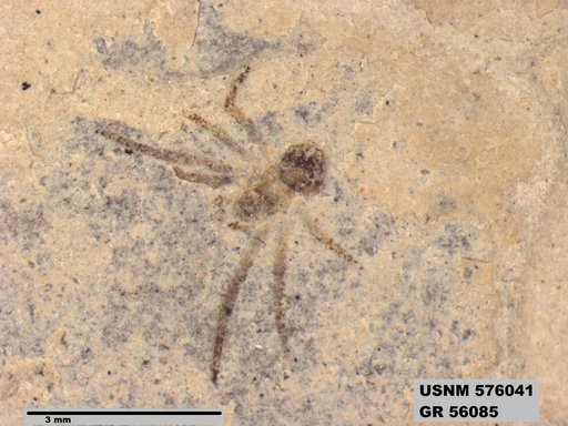 Insecta