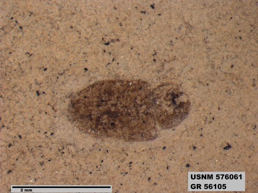 Insecta