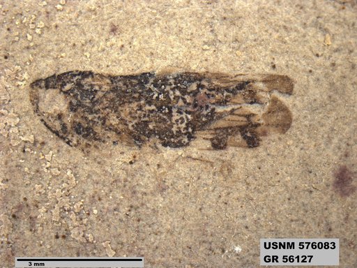 Genus sp