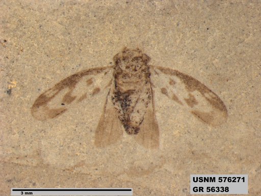Genus sp