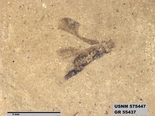 Tipula sp
