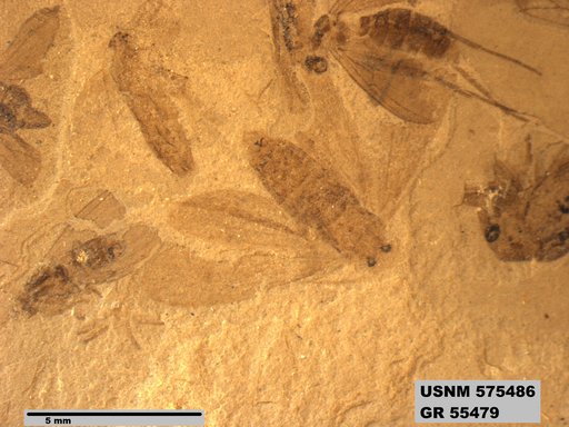 Insecta