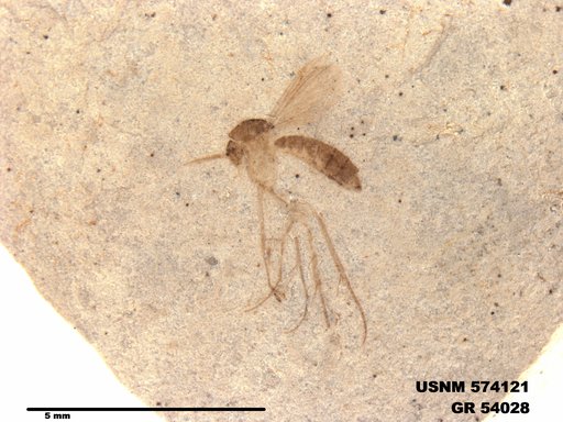 Insecta