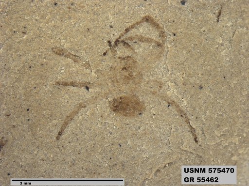 Insecta