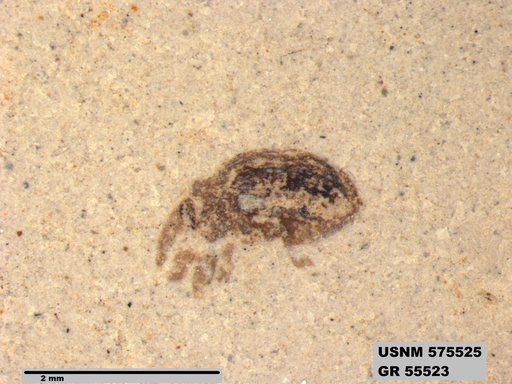 Insecta