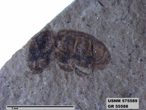 Genus sp
