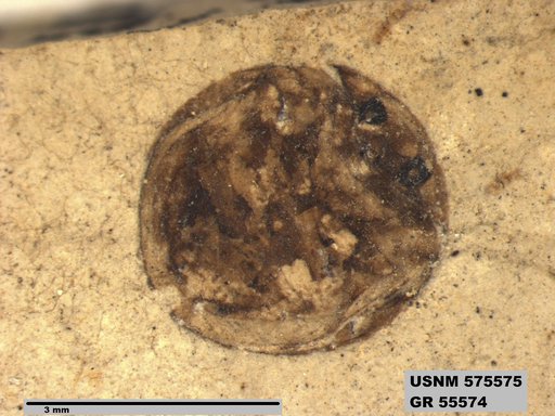 Insecta