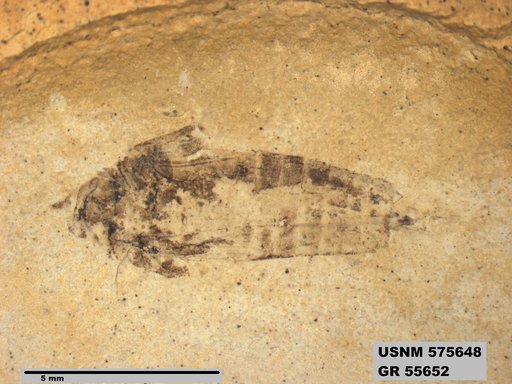 Insecta