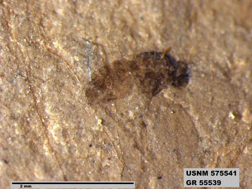 Insecta