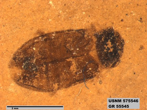Insecta