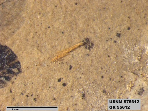 Genus sp