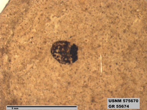 Insecta