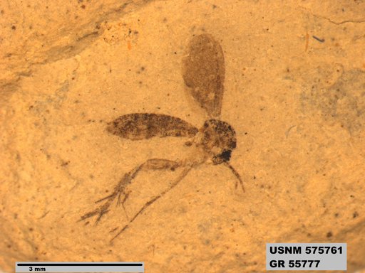 Genus sp