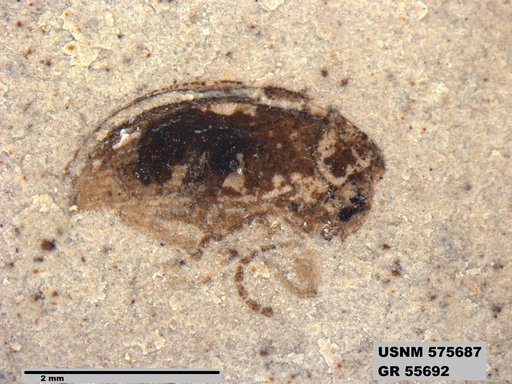 Insecta