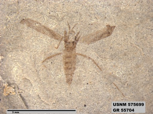 Insecta
