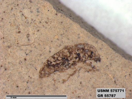 Insecta