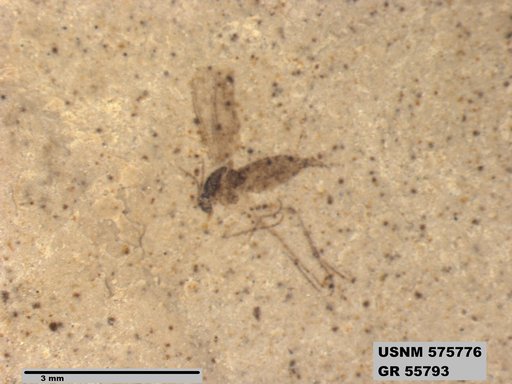 Insecta