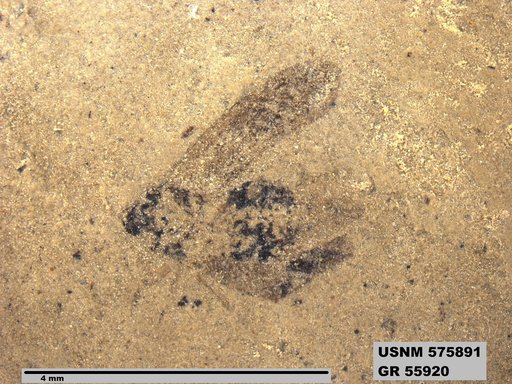 Genus sp