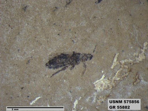 Insecta