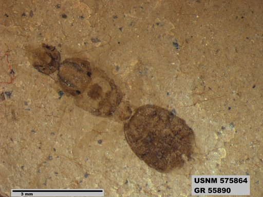 Insecta