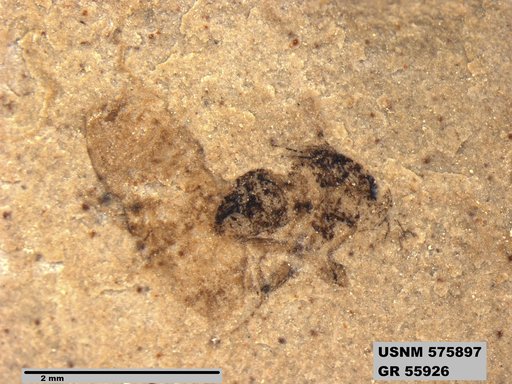 Tipula sp