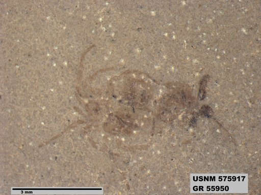 Insecta
