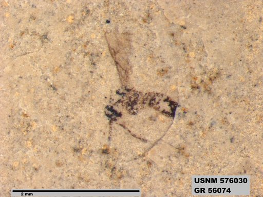 Insecta