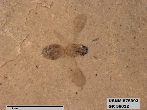 Insecta
