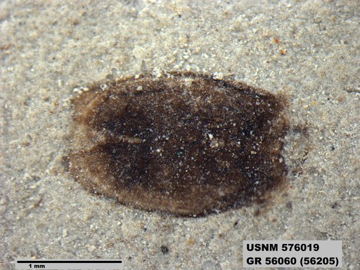 Insecta