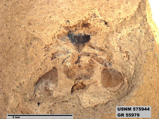 Genus sp