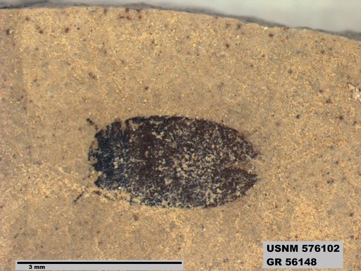 Insecta