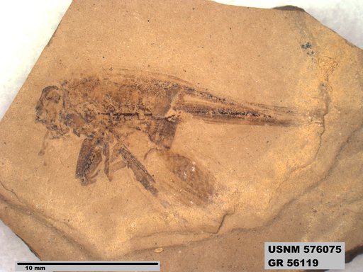 Genus sp