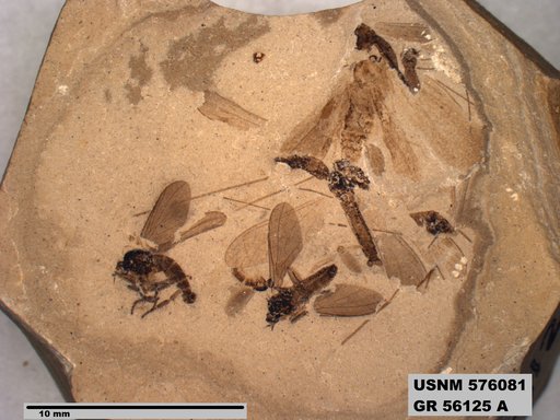 Insecta