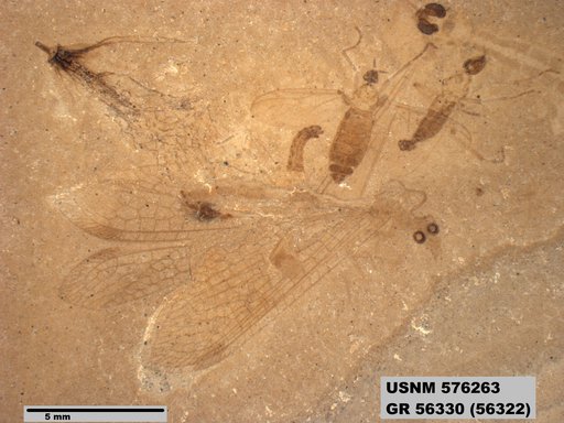Insecta
