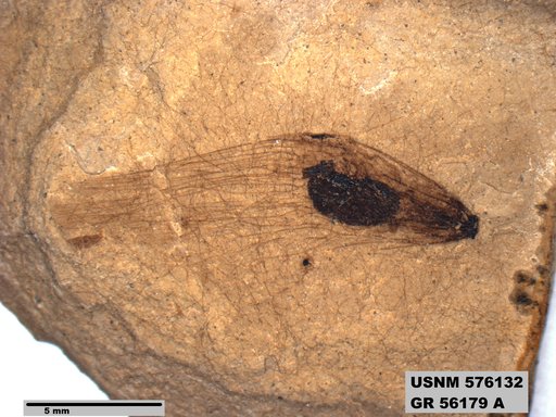 Insecta