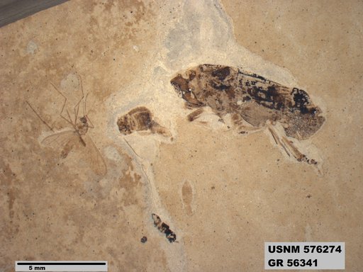 Genus sp