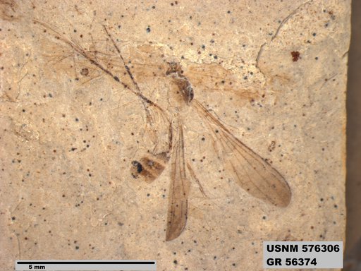 Insecta